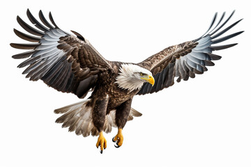 Eagle Isolated On White, Eagle On White Background, Eagle, Eagle Flying