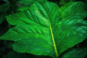 close up of green leaf