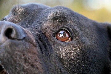 Close up of an eye of an old english bulldog in the garden