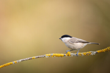 Bird - Marsh tit Poecile palustris perched on branch, winter time Poland Europe