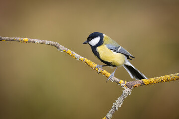 Colorful great tit ( Parus major ) perched on a tree trunk, photographed in horizontal, amazing background