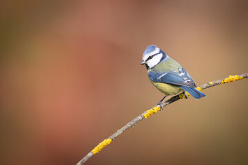 Obraz premium Bird - Blue Tit Cyanistes caeruleus perched on tree