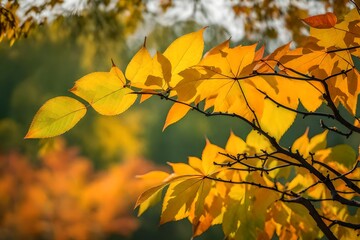 Fototapeta premium yellow autumn leaves