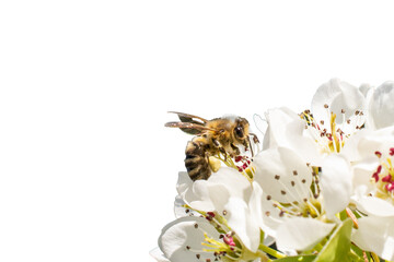 bee on apple tree flowers on white isolated background