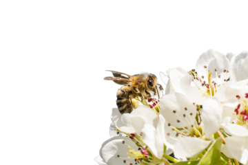 bee on apple tree flowers on white isolated background