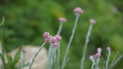 flowers of Antennaria dioica also known as cats foot, rose, Stoloniferous pussytoes