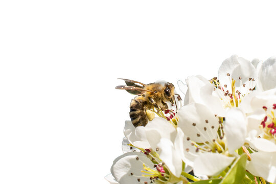 Bee On Apple Tree Flowers On White Isolated Background