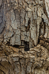 Textured Tree Trunk in Forest