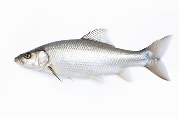 Fish Isolated On White, Fish On White Background, Fish