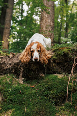 spaniel dog in the forest