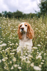 spaniel dog in the field