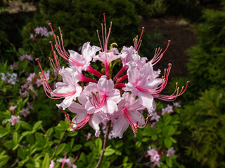 Close-up of the Pink azalea or pinxter flower (Rhododendron periclymenoides) flowering with showy pink flowers in the spring