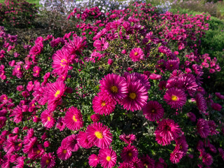 Close-up of the Michaelmas daisy (Aster dumosus) 'Jenny' flowering with purple-red, semi-double...