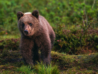 Obraz premium brown bear cub