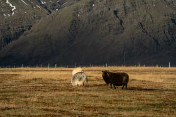 Obraz premium Obejas Islandia 1