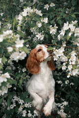 spaniel dog in the garden