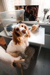portrait of a spaniel dog