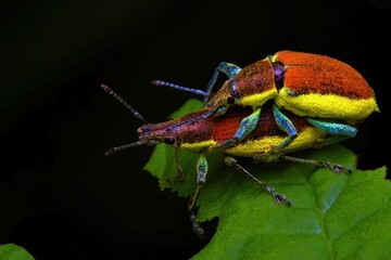 closeup of a beetle