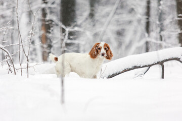 Spaniel dog in snow