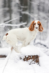 Spaniel dog in snow
