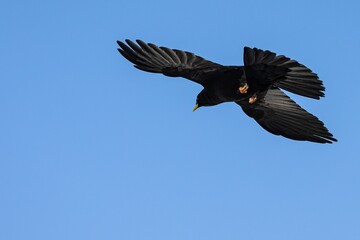 Black avian soars through a blue sky, its wings outstretched as if in mid-flight