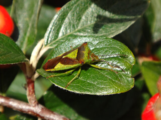 Hawthorn shield bug (Acanthosoma haemorrhoidale) basking on a cotoneaster plant