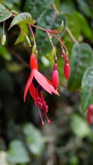 Closeup of flowers of Fuchsia magellanica also known as Hummingbird Fuchsia, Dollar Princess etc