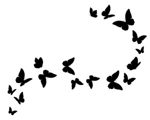 silhouette of butterflies