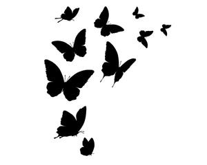 Fototapeta premium set of butterflies