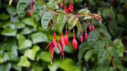 Closeup of flowers of Fuchsia magellanica also known as Hummingbird Fuchsia, Dollar Princess etc