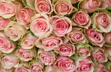 Bouquet of colorful roses as background, closeup. Pink flowers full frame