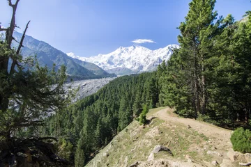 Wall murals Nanga Parbat Nanga parbat forest