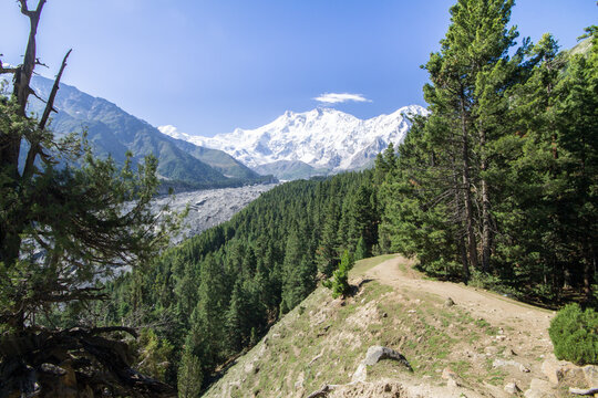 Nanga parbat forest