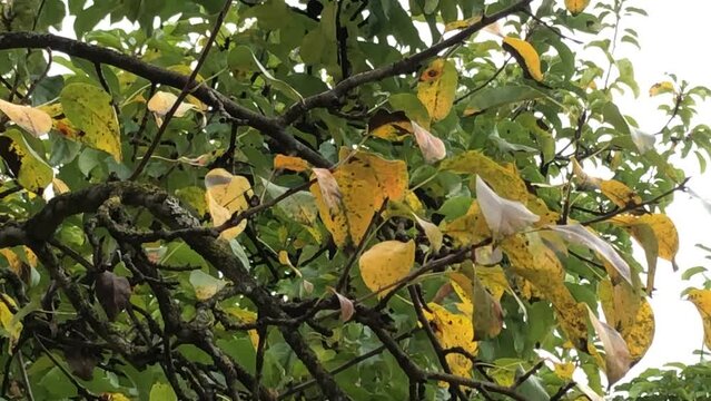 pear tree leaves fluttering in a fresh breeze in autumn in a garden in Germany