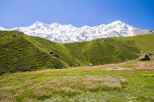 Nanga parbat grass
