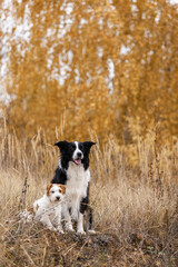 border collie and jack russell terrier in autumn