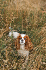 cavalier king charles spaniel dog