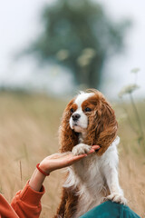 cavalier king charles spaniel