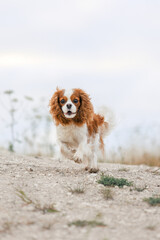 cavalier king charles spaniel dog