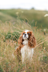 cavalier king charles spaniel dog