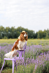 cavalier king charles spaniel dog