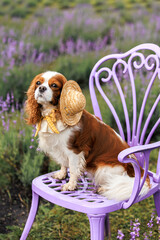 cavalier king charles spaniel dog