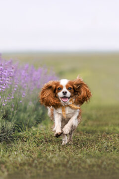 cavalier king charles spaniel dog