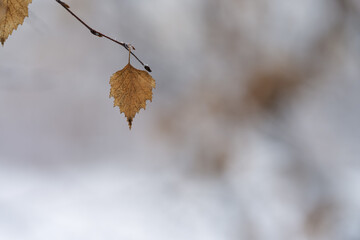 Birch leaves on a branch in winter season closeup