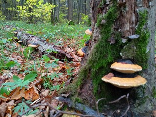 Fototapeta premium A group of tinsel mushrooms grows on a moss-covered tree. On the trunk of an old tree in the forest bowl, poisonous mushrooms grow that parasitize trees.