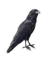 Black raven