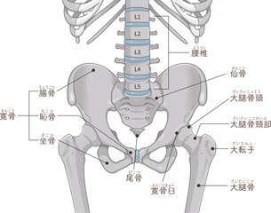 骨盤、腰椎、大腿骨、仙骨、骨折、イラスト