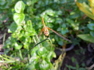 a dragonfly sits on the top of a tree