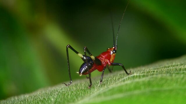 Conocephalus melas Tiny bright red cricket On green leaves in the forest in 4K macro video in natural light