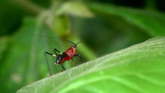 Conocephalus melas Tiny bright red cricket On green leaves in the forest in 4K macro video in natural light